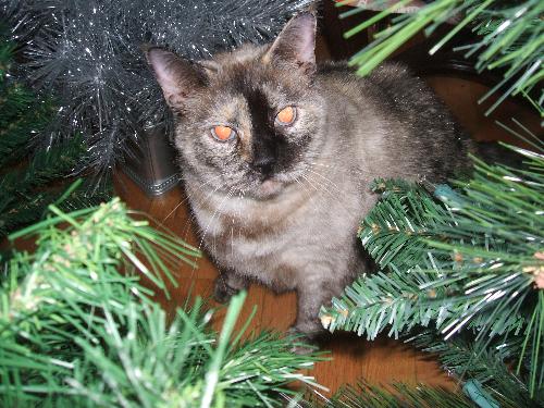 my cat - This is my pet cat Jessie. She's hiding in amongst some Christmas decorations. She's a very big girl- over 20 lbs. But she's part Siamese so she has those pretty blue eyes!