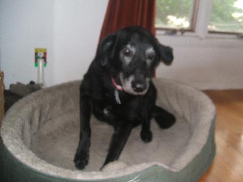 my dog Sophie - This is my pet dog, Sophie. She's a black lab mix.