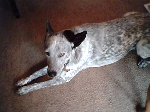 Oreo - Oreo is our Blue Heeler/Australian Cattle Dog
