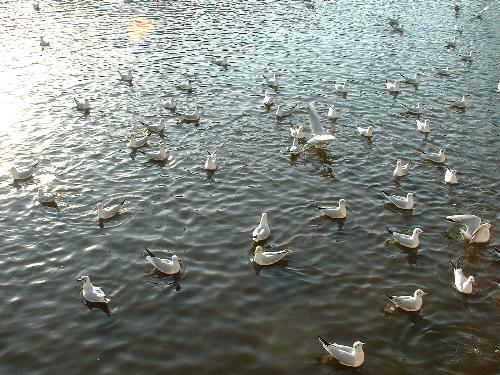 Birds in the sea. - Dali city