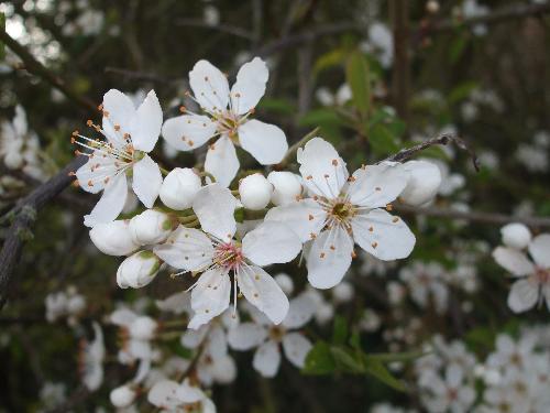 Spring Blossom - Close up shoot of spring blossom