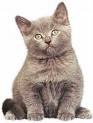 Pet cats - Pet cats and dogs are very favorite to the Westerners.There are many stories about their pet animals. They even make will for their pet cats or dogs.They like them as their children.The pets are also very loyal to their masters/mistress. Pet cats - Pet cats and dogs are very favorite to the Westerners.There are many stories about their pet animals. They even make will for their pet cats or dogs.They like them as their children.The pets are also very loyal to their masters/mistress.