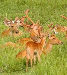 deer - at kaziranga national park