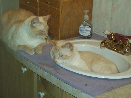 Willy and Khuay during bath time. - They were taking turns giving each other a bath. The one in the sink was the one getting the bath and the one on the counter was giving the bath. Willy had just finished giving Khuay his bath...Willy had gotten bathed first.