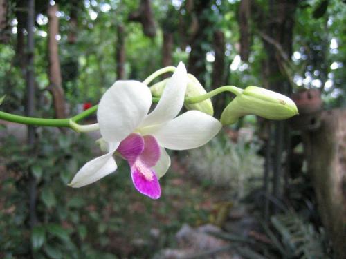 flowers - pretty flower we saw in the rainforest