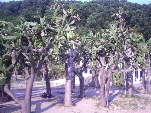cereus tree - wow, really the first to see such a cereus.  it has already become a tree.