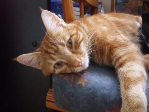 Ginger Tabby - A beautiful ginger tabby named Pip taking a nap!!