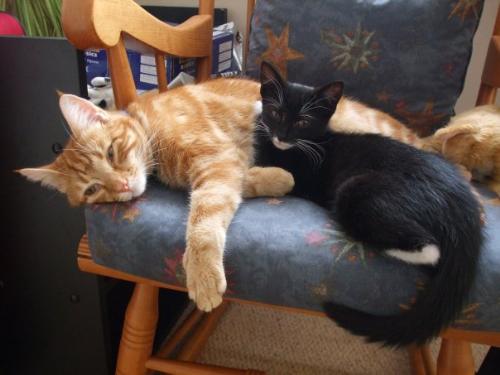Ginger Tabby and Black Kitten - A beautiful ginger tabby named Pip asleep with a cute little black kitten named Smudge
