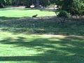 Coyote sighting  - Coyote sighting on pitch and putt course