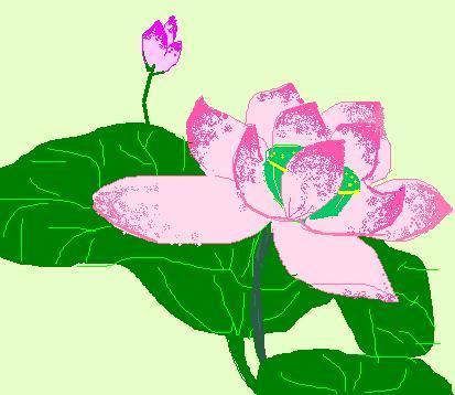 Lotus  - I was draw it myself