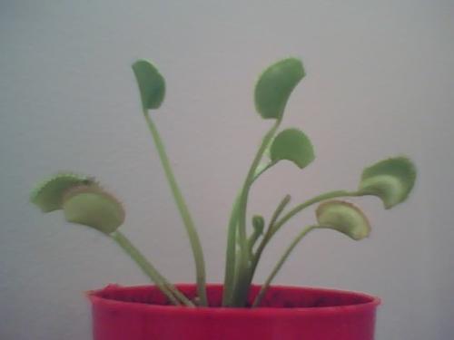 Venus Flytrap ! Plant? or pet? What should it be? - I'm the proud owner of a Venus Flytrap! It's name is Munchkin. It likes flies but it detests gnats!