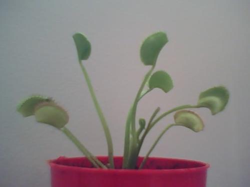 Venus Flytrap: Carnivorous plant (eats meat) - This is my Venus Flytrap. Its name is Munchkin. In this picture, it has 2 flies captured. 