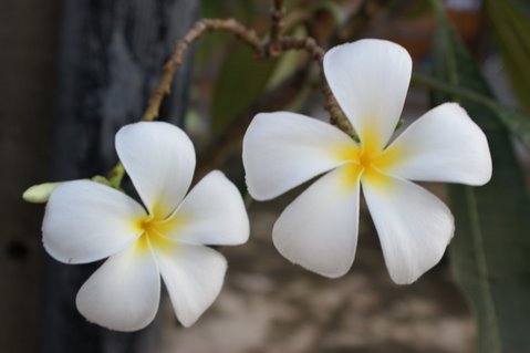 White Flowers in Pair - Beautiful white flowers in pair as lovers... Picture taken near a house in Bangkok