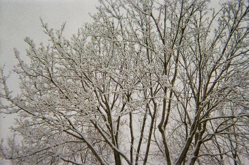 Snowy Trees in St. Paul, MN - It always snows a lot in Minnesota. I think it looks pretty when it's on the trees like this so I took this picture on my street.