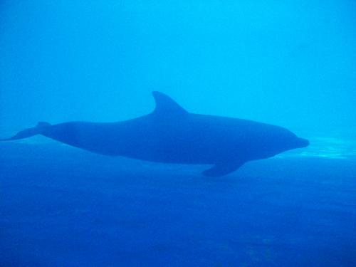 Dolphin Swimming - Dolphin Swimming in a tank.