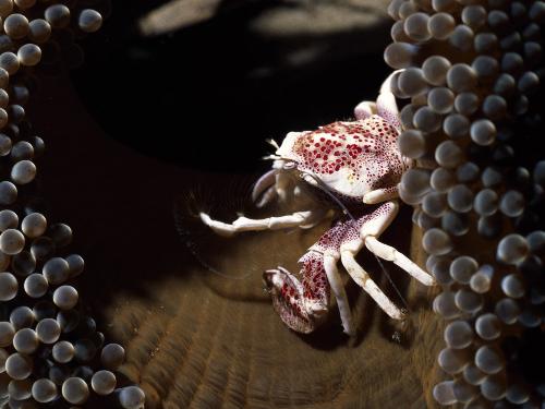Fish - Sea Crab, yum yum yummy.
