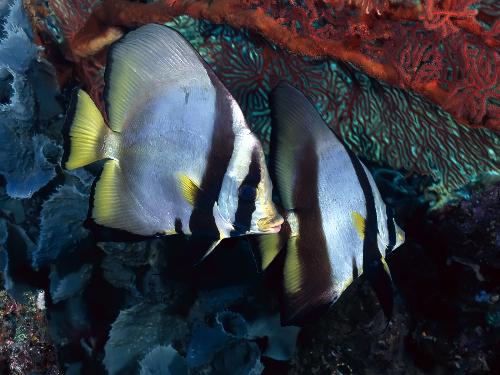 Fish - Mirror Image of two fishies.