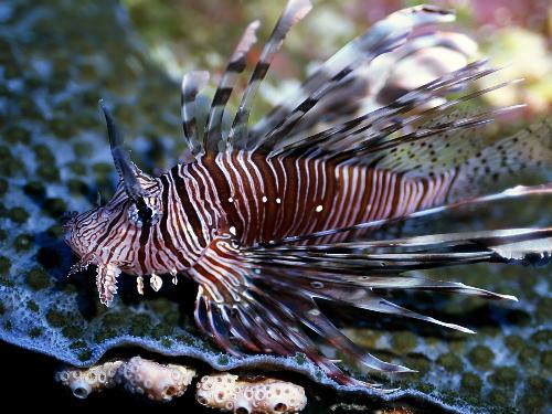 Fish - The Lion King, I mean, the Lion Fish