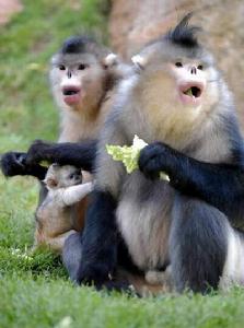 Black and white snub-nosed monkey - They are also called Yunnan snub-nosed monkeys.They live in Yunnan province,China