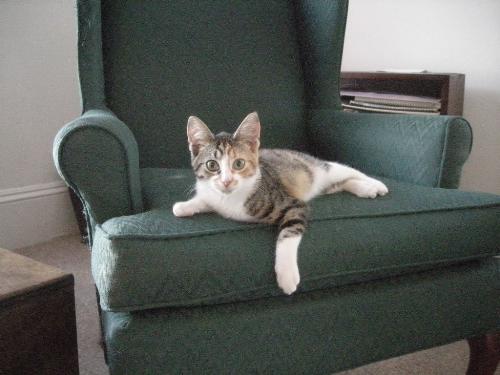 The new baby - Salome, a feral kitten I trapped and am fostering.