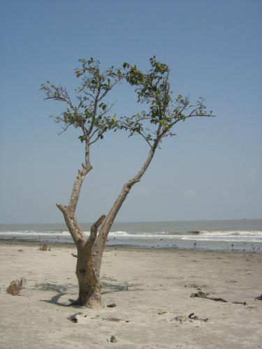 Mangrove Tree - Its a Mangrove tree, the location is appropriate for a nice greetings....
