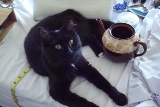 Our Cat, Meg - Meg is helping me take pictures of ebay items.