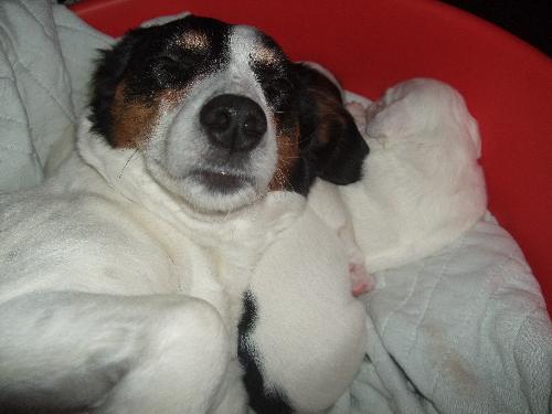 My dog! - My dog being cute!