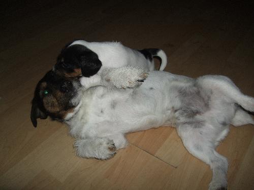 My dog! - My dog playing with his puppy