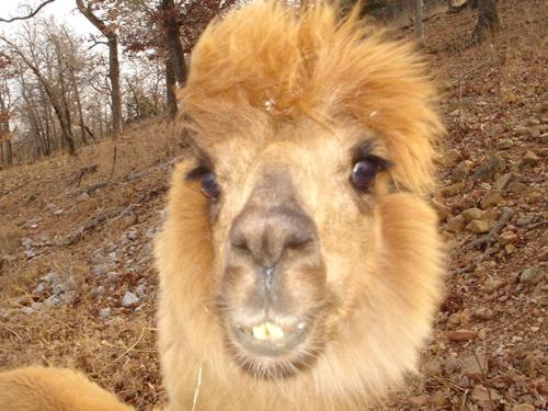 Alpaca - Taken at Arbuckle Wilderness in Davis OK