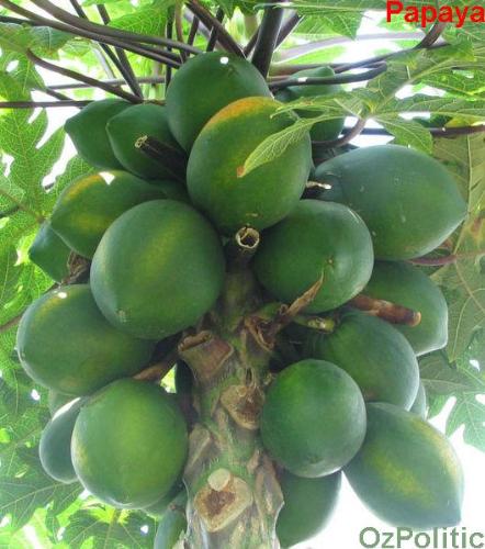 papaya - healthy for boby and skin -  papaya - healthy for both body and skin as it has so many vita- minerals in them ..