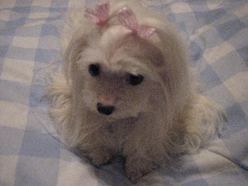 Four Pound Maltese - This is Four Pounds Of Pure Love