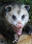 opossum - opossum