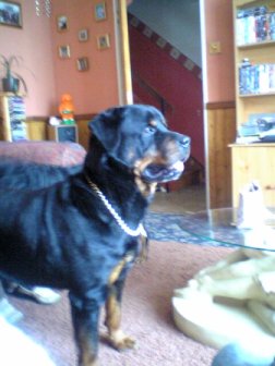 my dog - my dog Ricky who sadly passed away in October