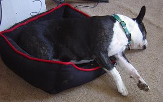 Gus' favorite bed - It's too small for him but he sure loves it! Gus' favorite bed - It's too small for him but he sure loves it!