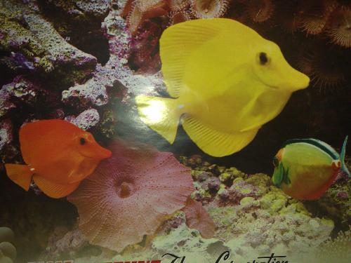 my aquarium - fishes from my cousins aquarium
