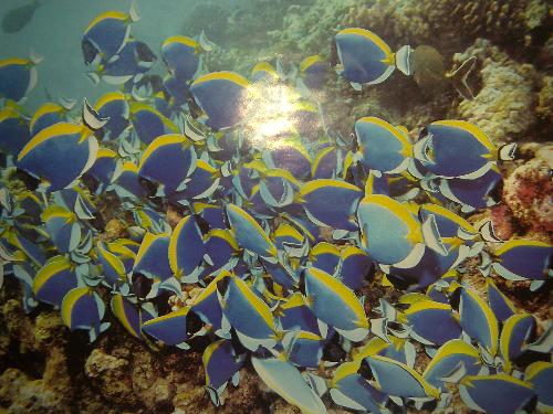 my aquarium - fishes from my cousins aquarium