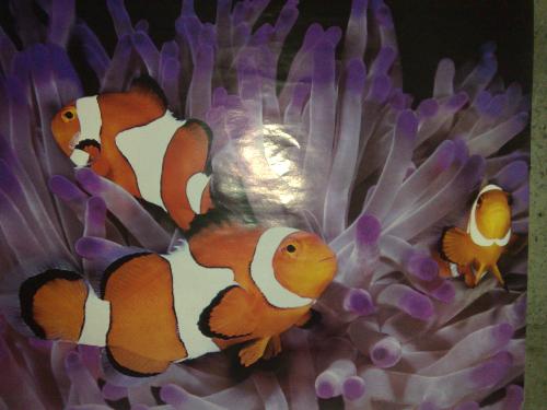 my aquarium - fishes from my cousins aquarium