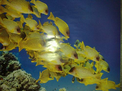 my aquarium - fishes from my cousins aquarium