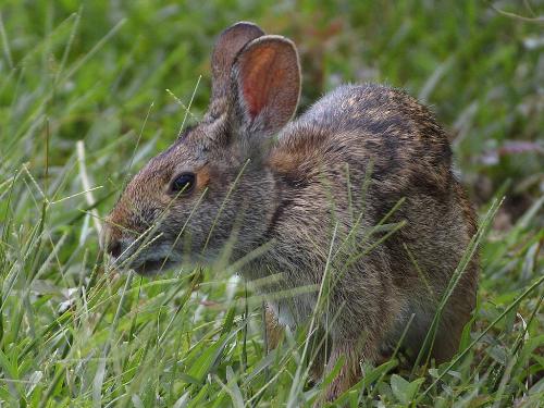 Bunny Pic - Bunny