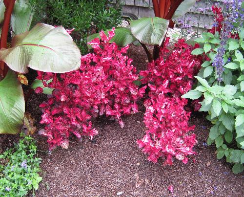 Red plant - It didn&#039;t say what it is but the red is very pretty.