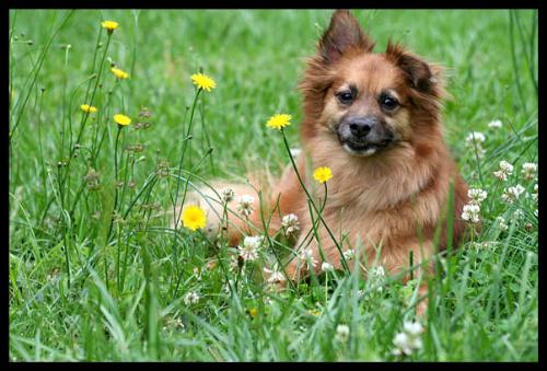 Coolest dog  - This is my baby Bandit. He is the coolest dog I have ever had. He is a rescue he was thrown from a moving car, but to this day despite being thrown from a car he loves going for rides in the car
