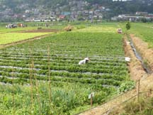 Strawberry Fileds at La Trinidad, Benguet - A wide plantation of strawberries