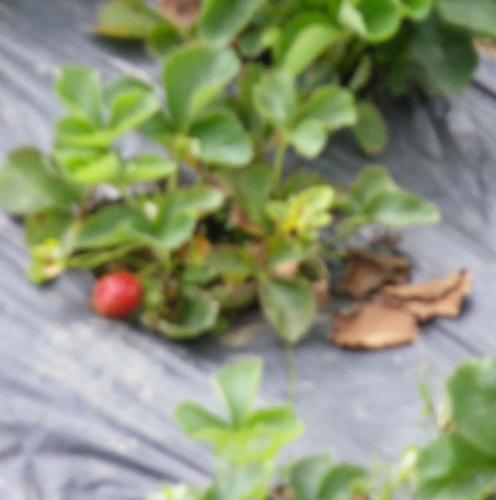 Strawberry  - Try the fresh and yummy Strawberry of Baguio City