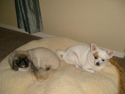 coco and lucy lu - my chihuahua and sons pekingnese laying on the big doggy bed together