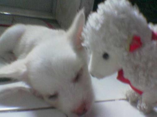 puppy - shampoo and poodie.. hehe ü