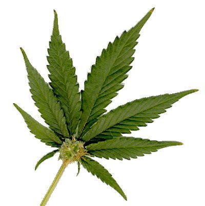 leaf - mary jane