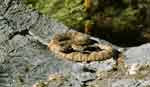 most dengorious - snakes