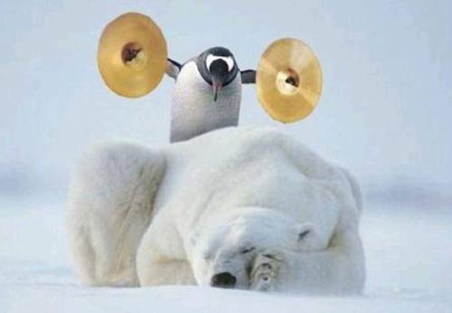 Famous last acts? - How the heck a penguin and a polar bear ended up in the same place is anybody's guess! lol