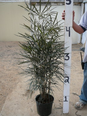 False Aralia - a plant that looks similar to weed..