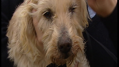 Muffy - Muffy the prodigal dog